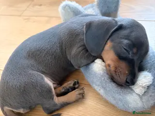 Miniature Dachshund dogs 2 blue male miniature dachshunds - Advert 1