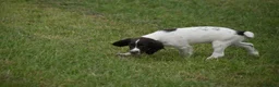 English Springer Spaniel dogs for sale: Working English springer spaniels  - Advert 6