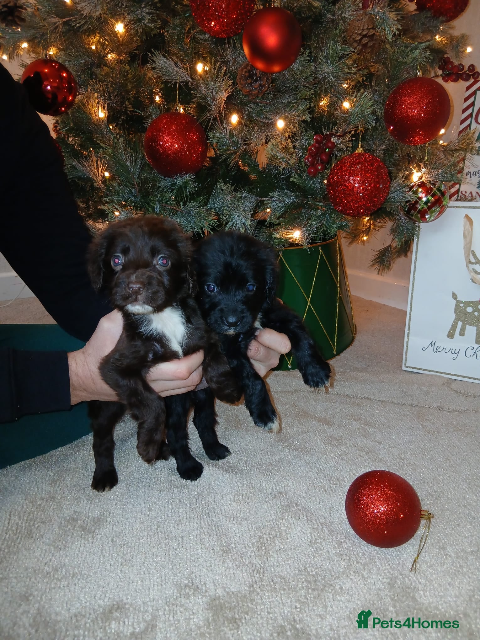 Cocker Spaniel dogs 2 beautiful cocker spaniel pups ready now - Advert 12