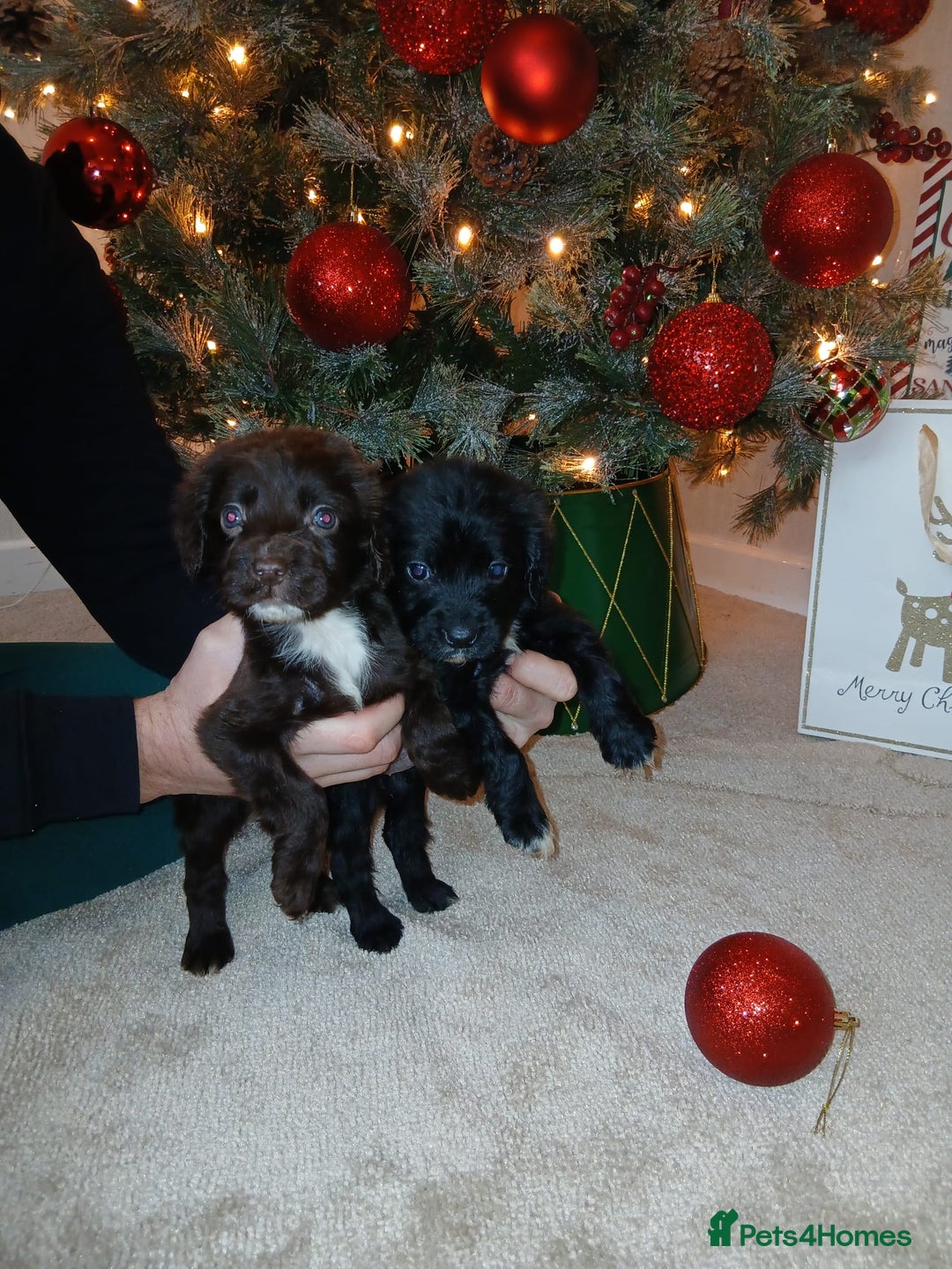 Cocker Spaniel dogs for sale: 2 beautiful cocker spaniel pups ready now - Advert 7