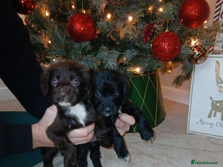 Cocker Spaniel dogs 2 beautiful cocker spaniel pups ready now - Advert 3
