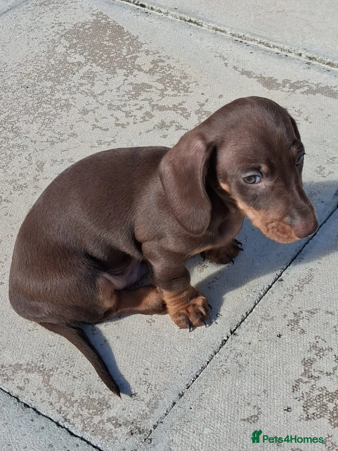 Miniature Dachshund dogs for sale: Lovely chocolate brown miniature dachshund in Boston - Advert 2