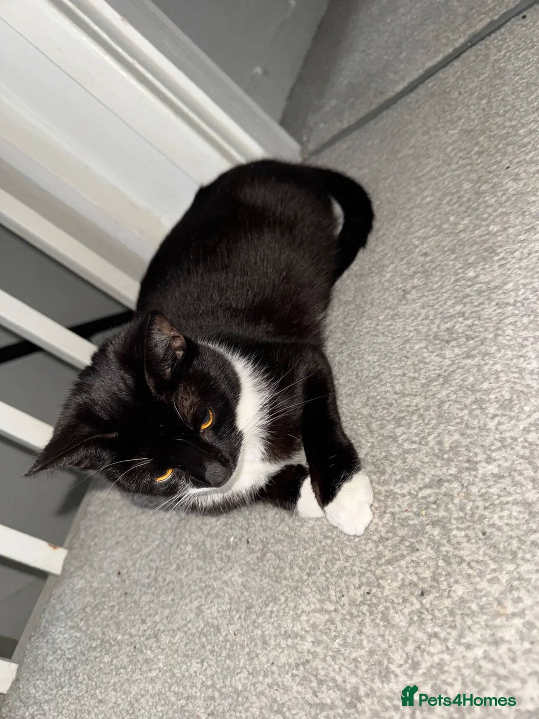 Mixed Breed cats for sale: Pregnant Female Cat, Looking for a Loving Home - Advert 4