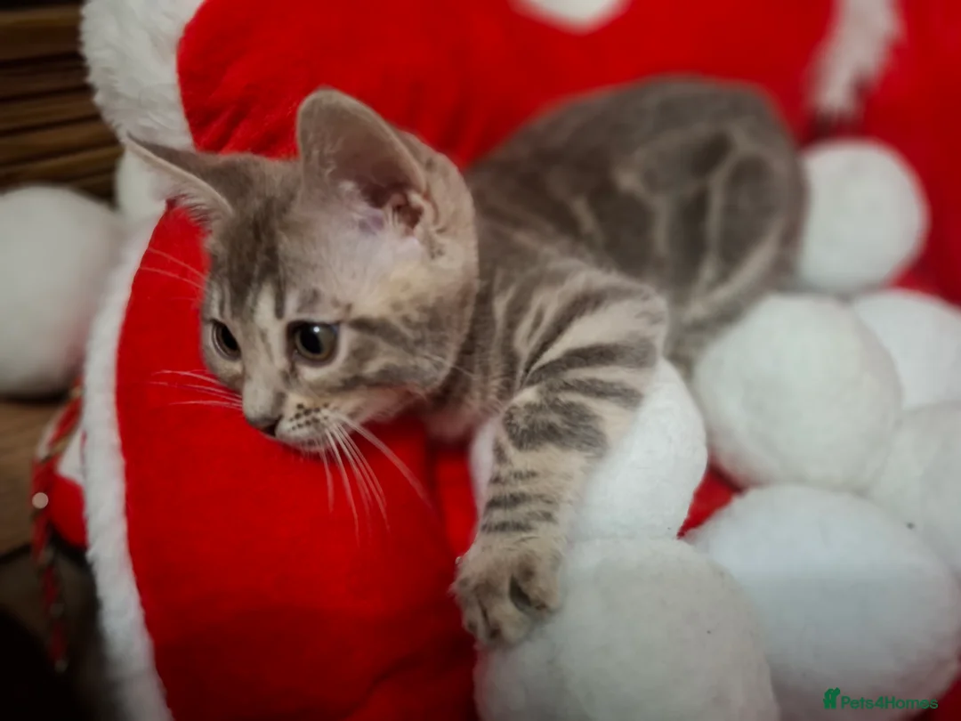 Bengal cats for sale: Stunning Blue pure bengal kittens - Advert 29