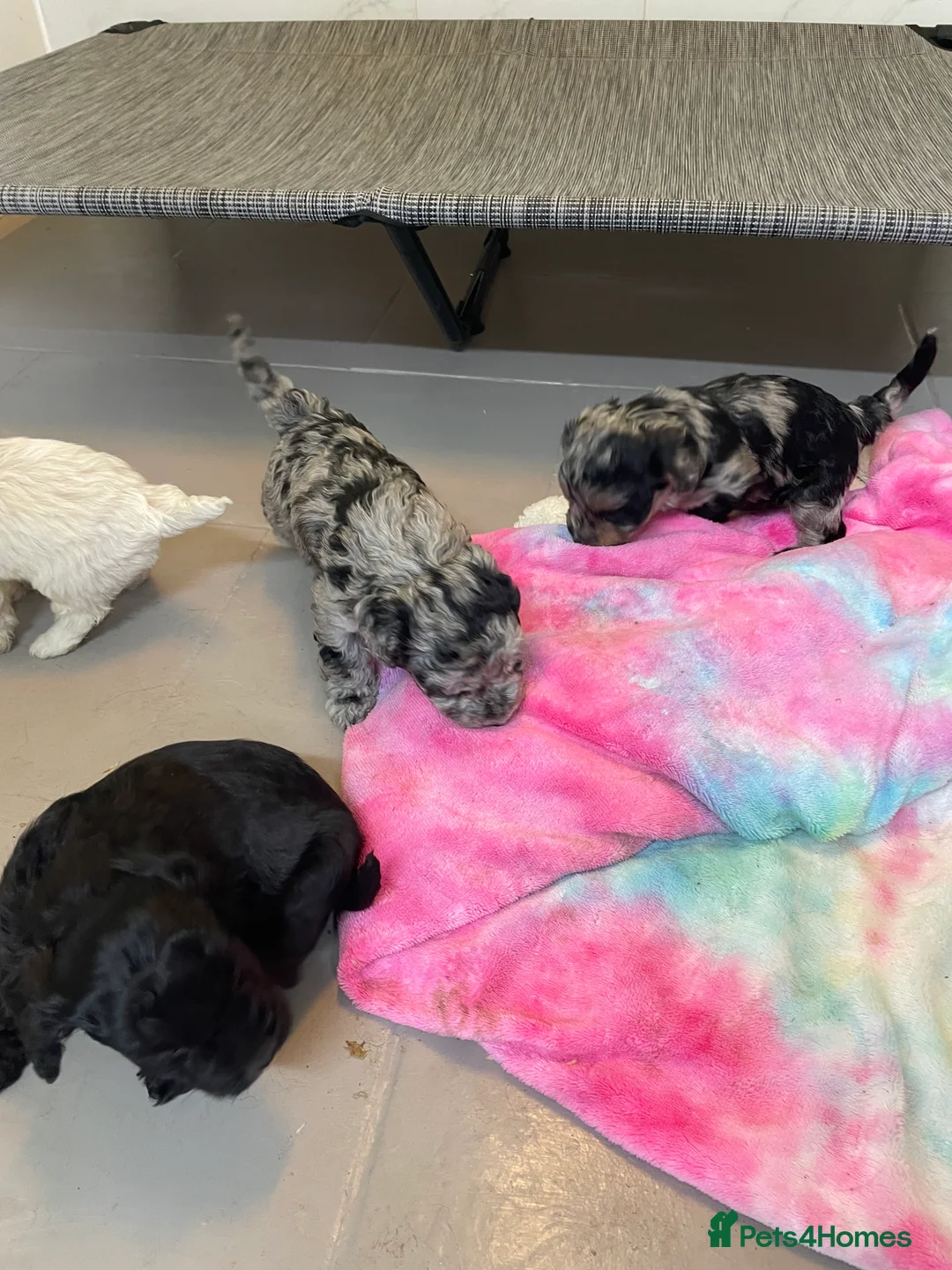 Cockapoo dogs for sale: Stunning F1B cockapoo puppies Boys & Girls  - Advert 8