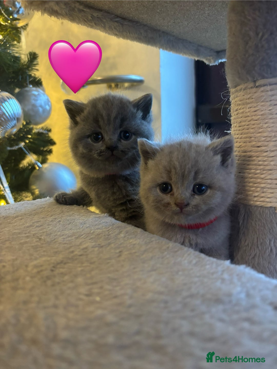 British Shorthair cats for sale: British Shorthair kittens  - Advert 1