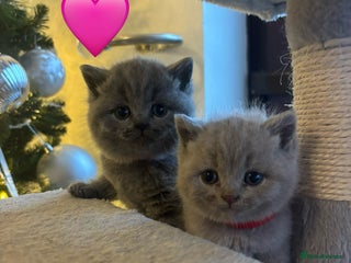 British Shorthair cats British Shorthair kittens - Advert 2