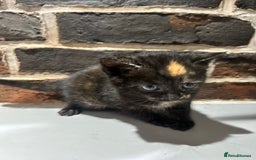 Mixed Breed cats for sale: 3 kittens for sale- 1 boy and 2 girls  - Image 4