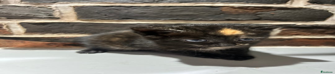 Mixed Breed Kitten 2