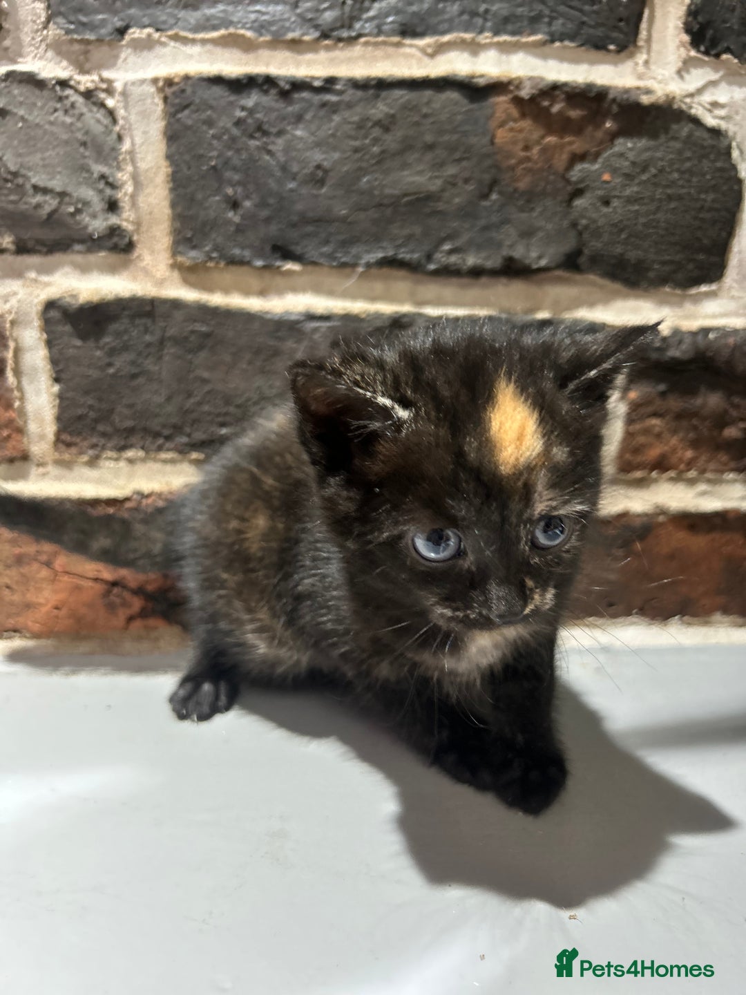 Mixed Breed cats for sale: 3 kittens for sale- 1 boy and 2 girls  - Image 4