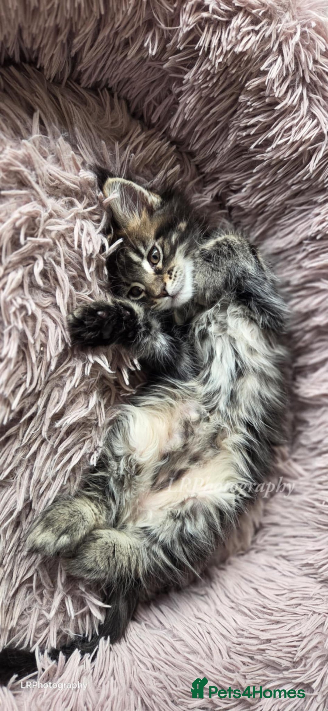 Maine Coon cats for sale: TICA REGISTERED MAINE COONS - Advert 15