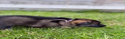 German Shepherd dogs for sale: 🐾 German Shepherd Puppies – ready 18th July - Advert 22