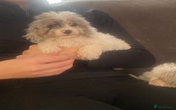 Cockapoo dogs for sale: 5 beautiful cockapoos - Image 3