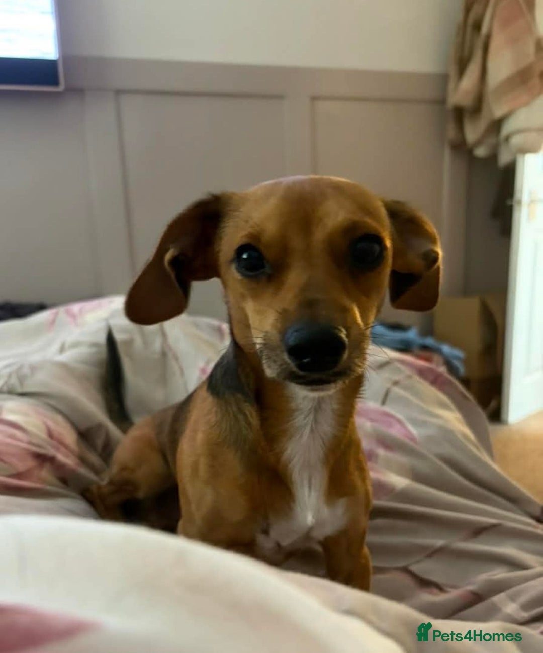 Mixed Breed dogs for stud: Dobby - Advert 5