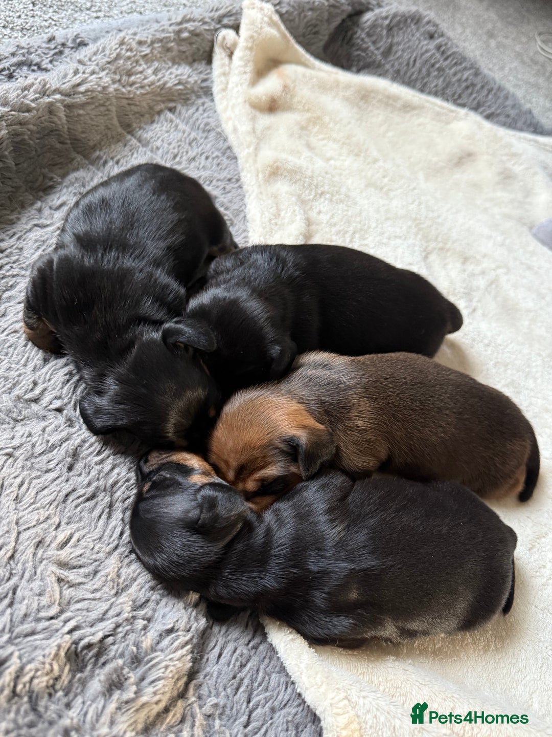 Dachshund dogs for sale: Puppies for sale!!  - Advert 4