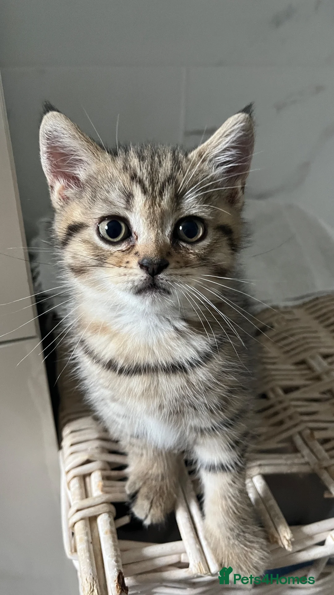 Scottish Fold cats for sale: Lovely Scottish straight kitten  - Advert 1