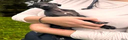 Italian Greyhound dogs for sale: KC Registered Italian Greyhounds Puppies - Advert 15