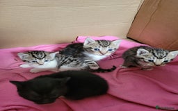 Mixed Breed cats for sale: 4 adorable kittens for sale - Image 15