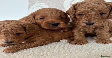 Cockapoo dogs - Advert 1