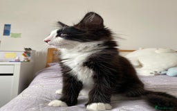 Domestic Shorthair cats for sale: Precious, loving 5 Month Kitten to be rehomed  - Image 1