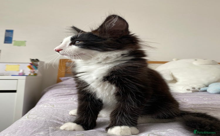 Domestic Shorthair cats - Advert 3