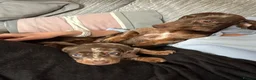 Miniature Dachshund dogs for sale: KC registered smooth haired mini dachshund puppies - Advert 5