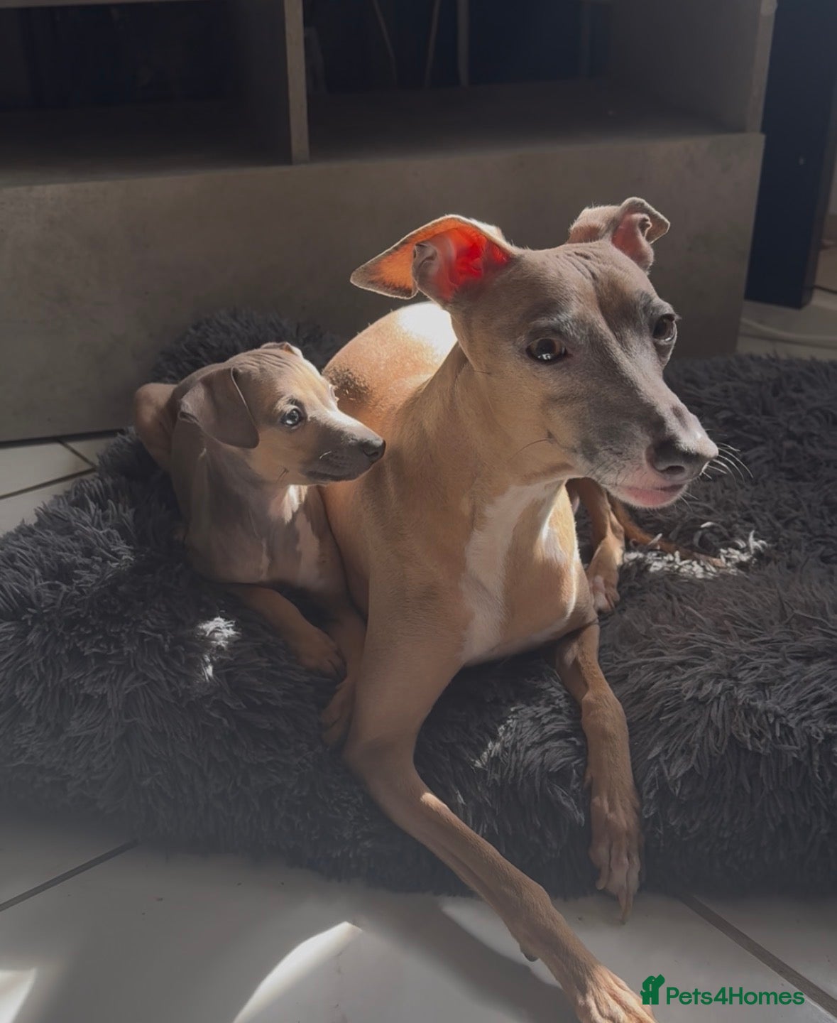 Italian Greyhound dogs (Only  girls)KC registered Italian greyhounds -  - Advert 2