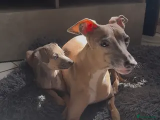 Italian Greyhound dogs (Only girls)KC registered Italian greyhounds - - Advert 2