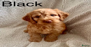 Cockapoo dogs - Advert 7
