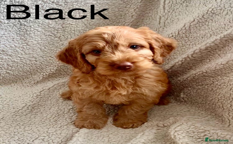 Cockapoo dogs - Advert 1