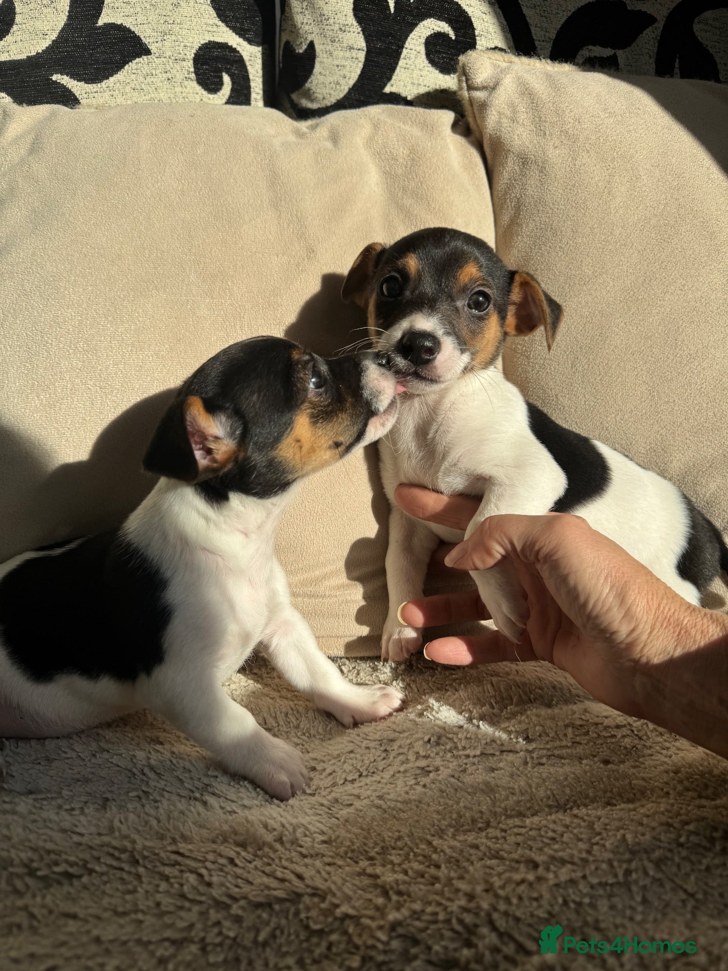 Jack Russell dogs for sale: Short legged Jack Russel puppies   - Advert 8
