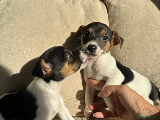 Jack Russell dogs for sale: Short legged Jack Russel puppies - Advert 8