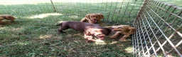 Cocker Spaniel dogs for sale: Kc health tested working cocker spaniel puppies - Advert 9