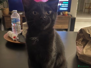 British Shorthair cats Beautiful black kitten - Advert 1