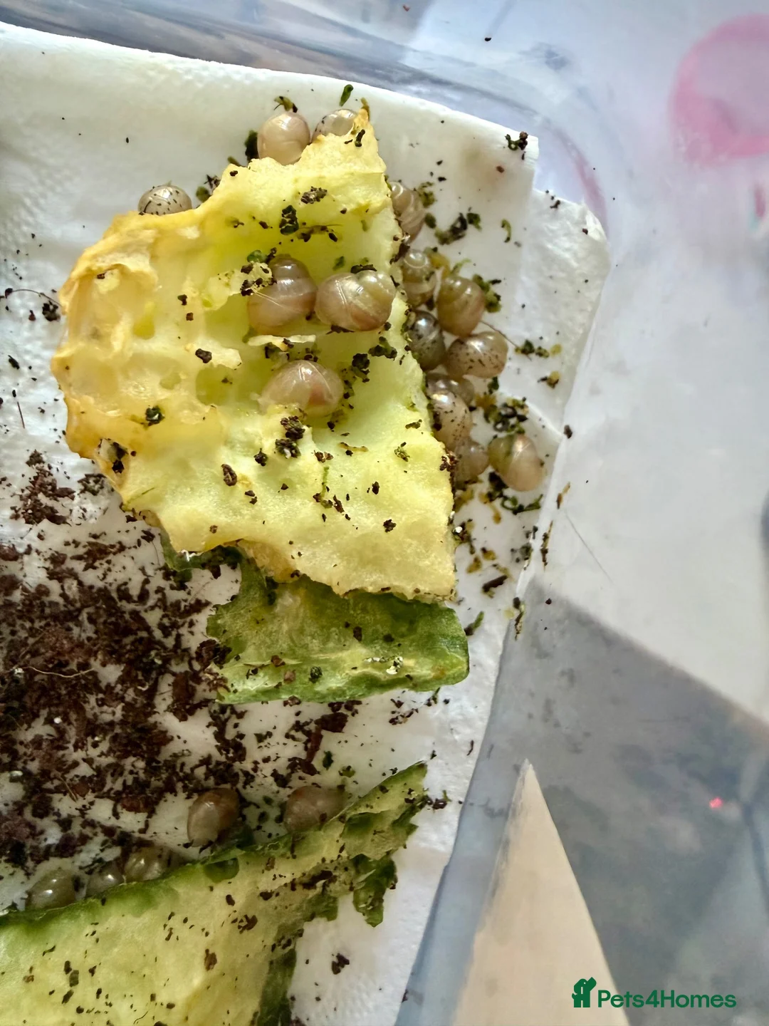 Snails invertebrates for sale: Albino African Land Snail Babies  in Bristol - Advert 2