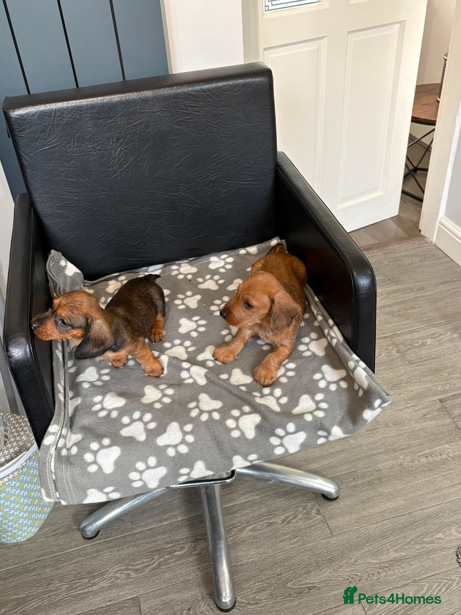 Dachshund dogs 2 Miniature Dachshund puppies, ready to leave! - Advert 17