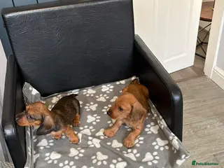 Dachshund dogs 2 Miniature Dachshund puppies, ready to leave! - Advert 1