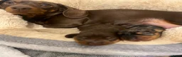 Miniature Dachshund dogs for sale: Minature Dachshund  - Advert 11
