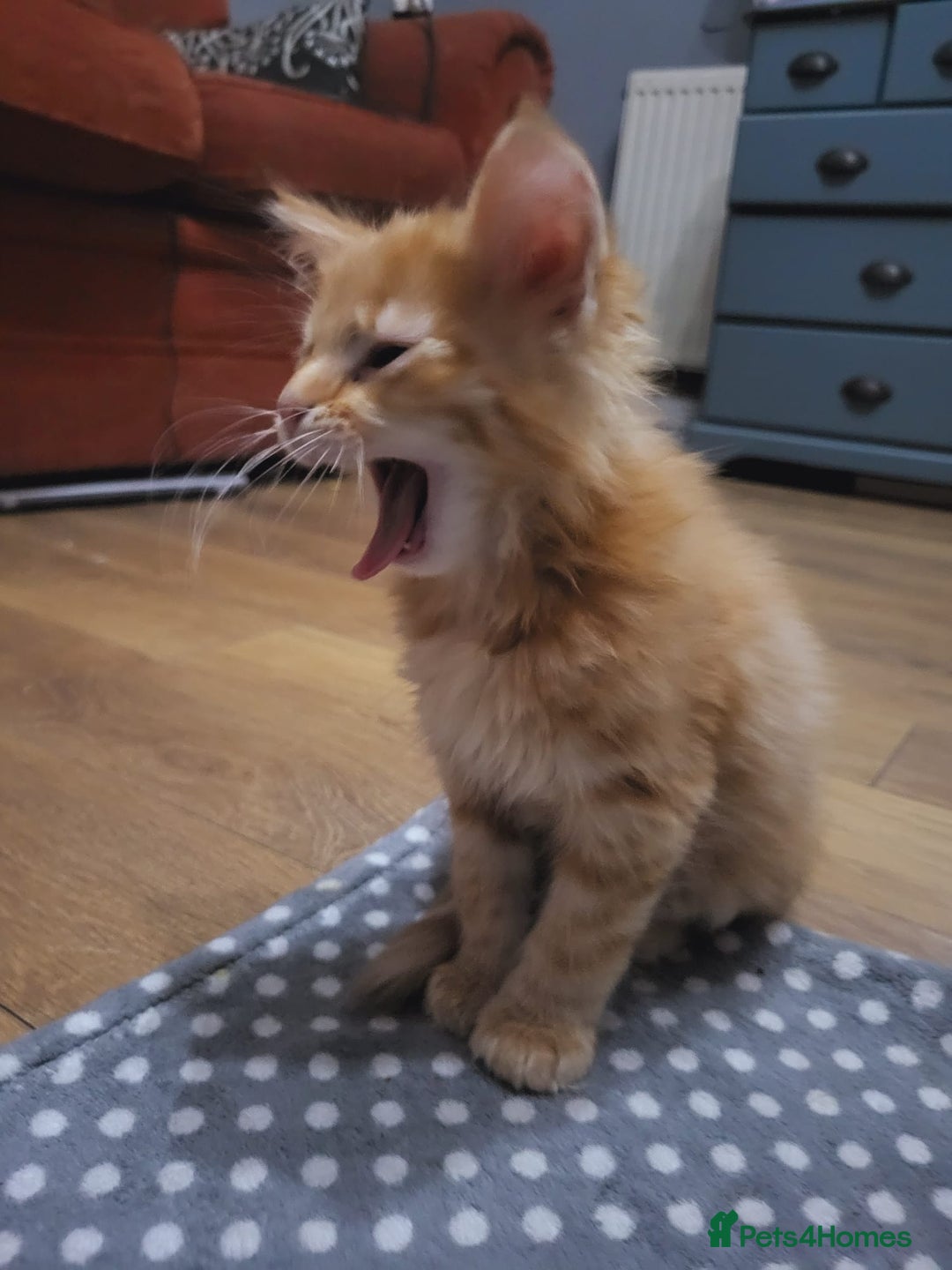Mixed Breed cats for sale: 2 Beautiful Male Ginger Fluffy Kittens - Image 9