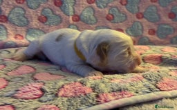 Cockapoo dogs for sale: Gorgeous F2B Cockapoo puppies  - Image 29