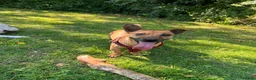Jack Russell dogs for stud: Jack Russell stud - Advert 1