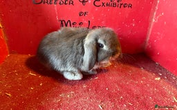 Mini Lop rabbits for sale: Mini lop baby rabbits ready now  - Image 1