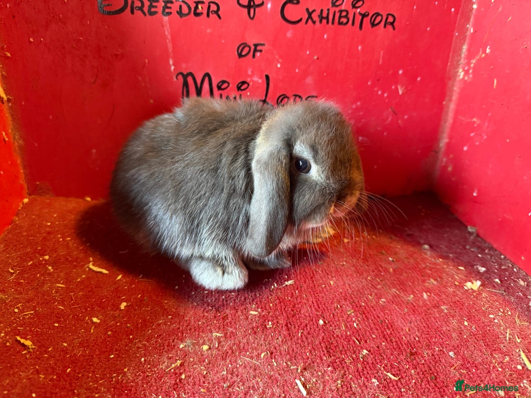 Mini Lop rabbits for sale: Mini lop baby rabbits ready now  - Image 1
