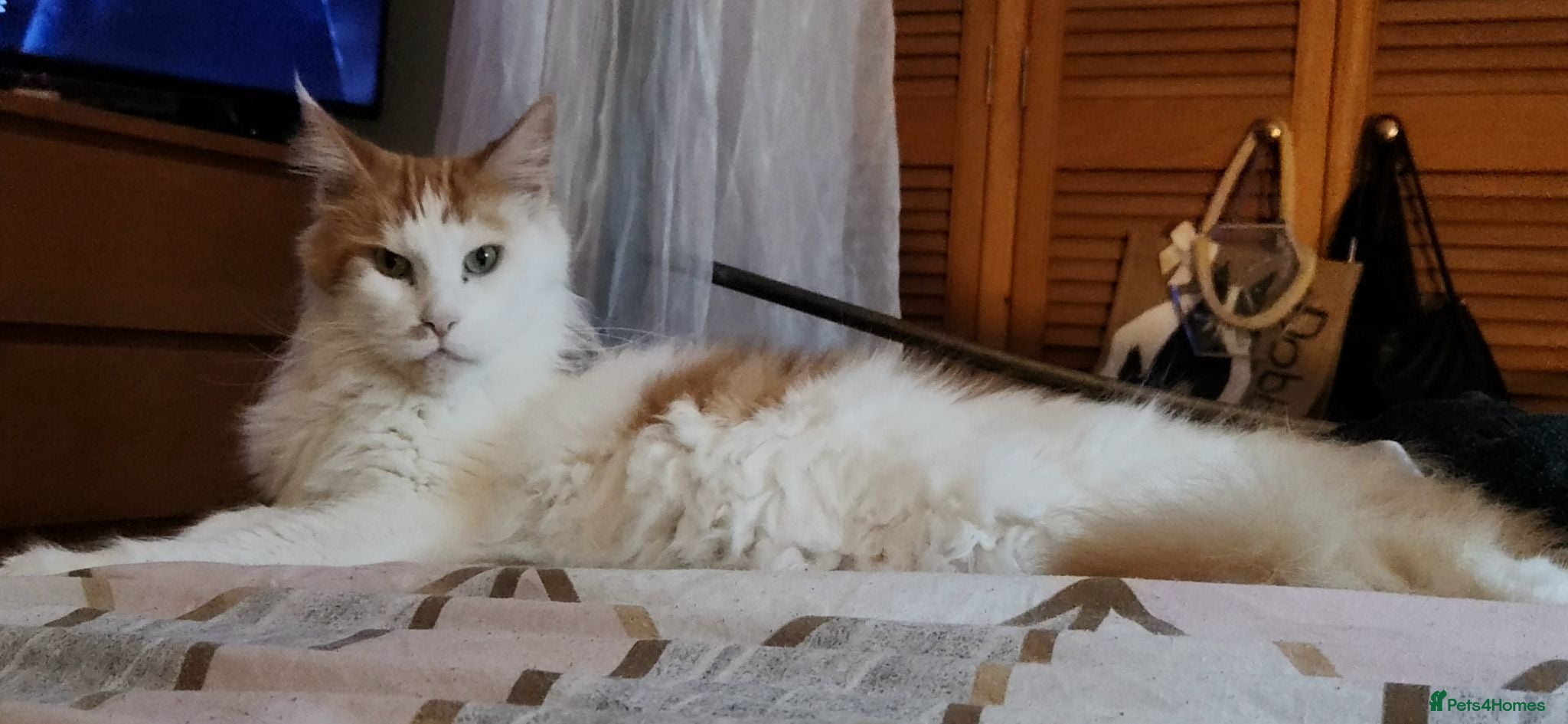 Maine Coon cats Maincoon boy  - Advert 2