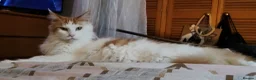 Maine Coon cats for sale: Maincoon boy  - Advert 4