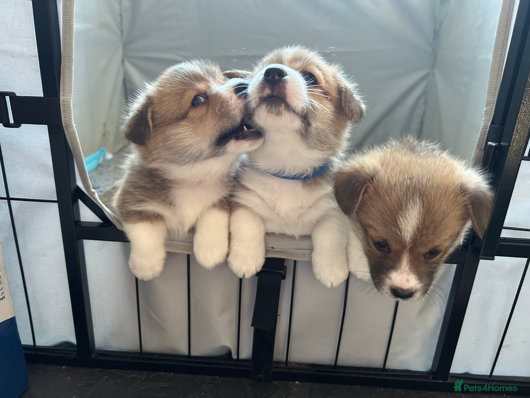 Welsh Corgi Pembroke dogs for sale: Gorgeous Quality Puppies - Advert 6