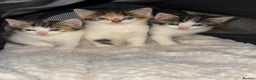 Mixed Breed cats for sale: Beautiful Calico Kittens 🥰💝 - Advert 2