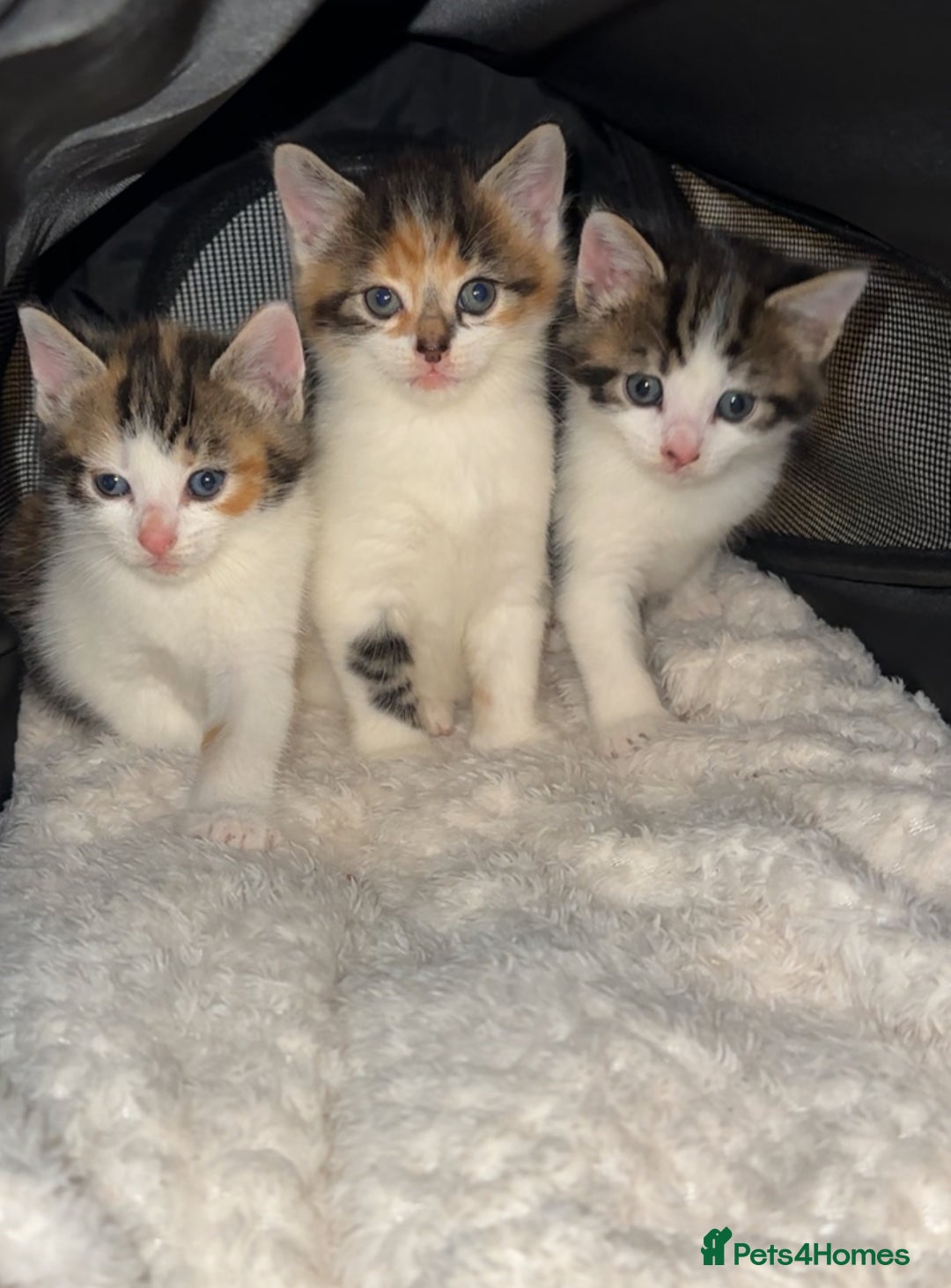 Mixed Breed cats for sale: Beautiful Calico Kittens 🥰💝 - Advert 2