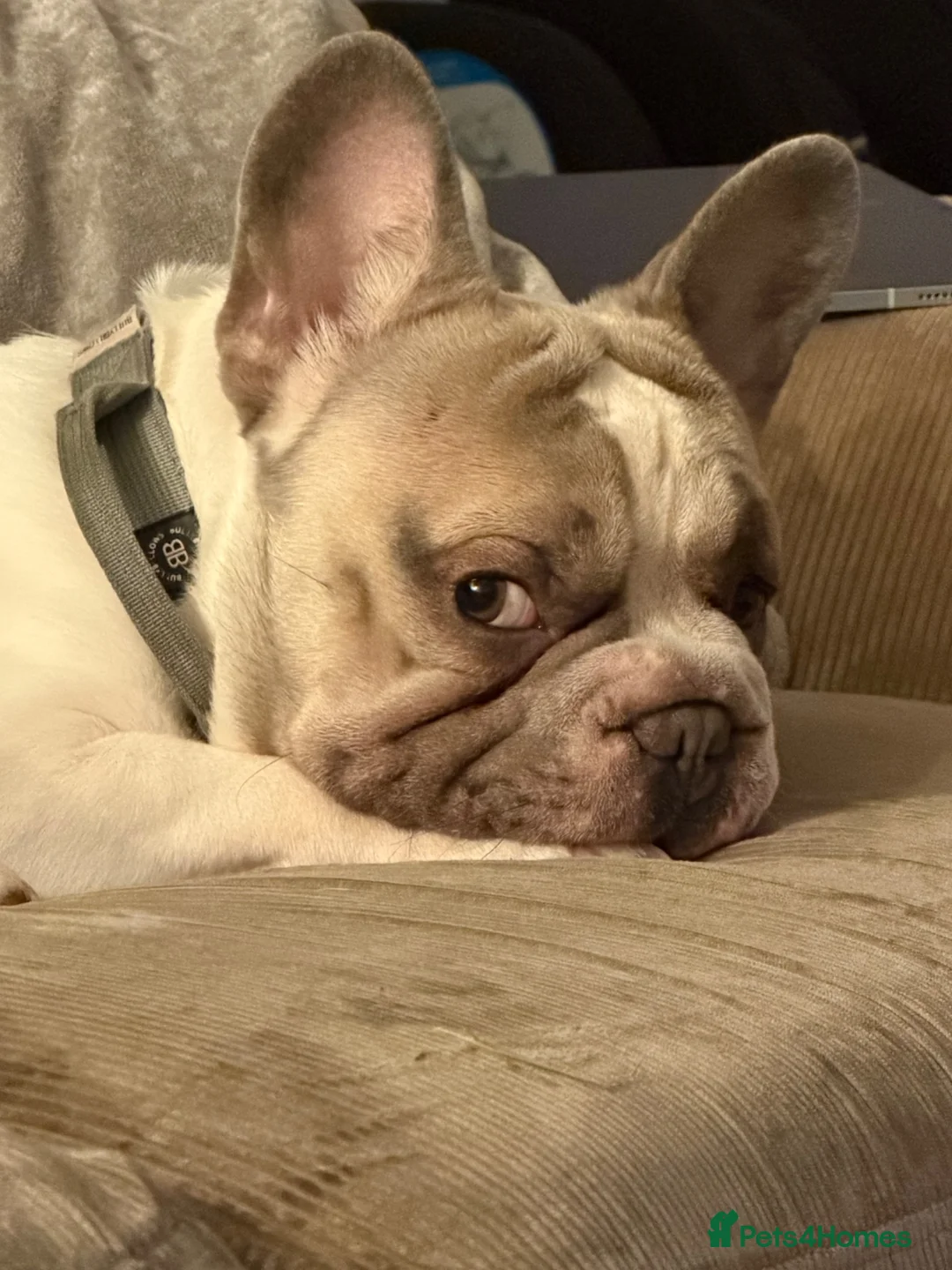French Bulldog dogs for sale: French bulldog in Clydebank - Advert 1