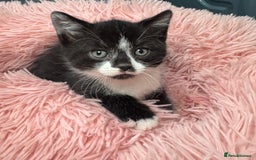 Scottish Fold cats for sale: Kittens - Image 6